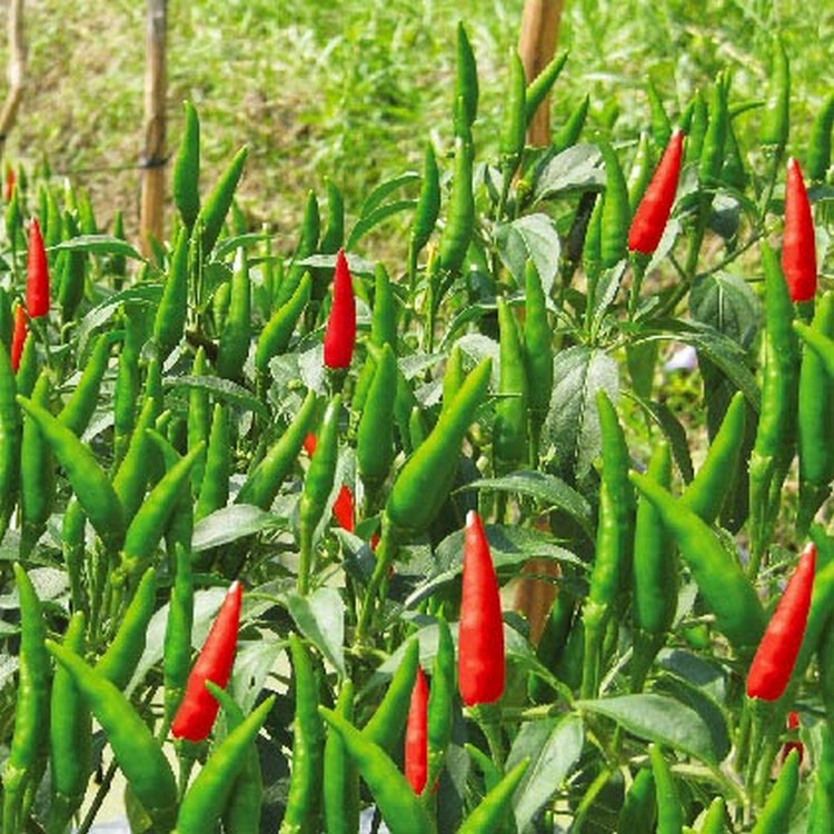 PHÂN BÓN LỚN TRÁI ỚT - GIÚP TRÁI LỚN NHANH, THẲNG TRÁI, TĂNG MÙI VỊ, HẠN CHẾ NỨT/THỐI TRÁI CHAI 500ML