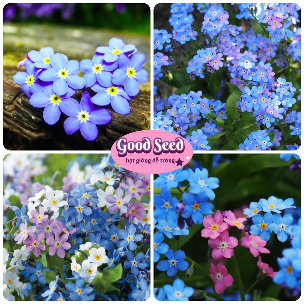 Mua Hạt giống hoa Lưu ly nhiều màu (forget me not flower ...