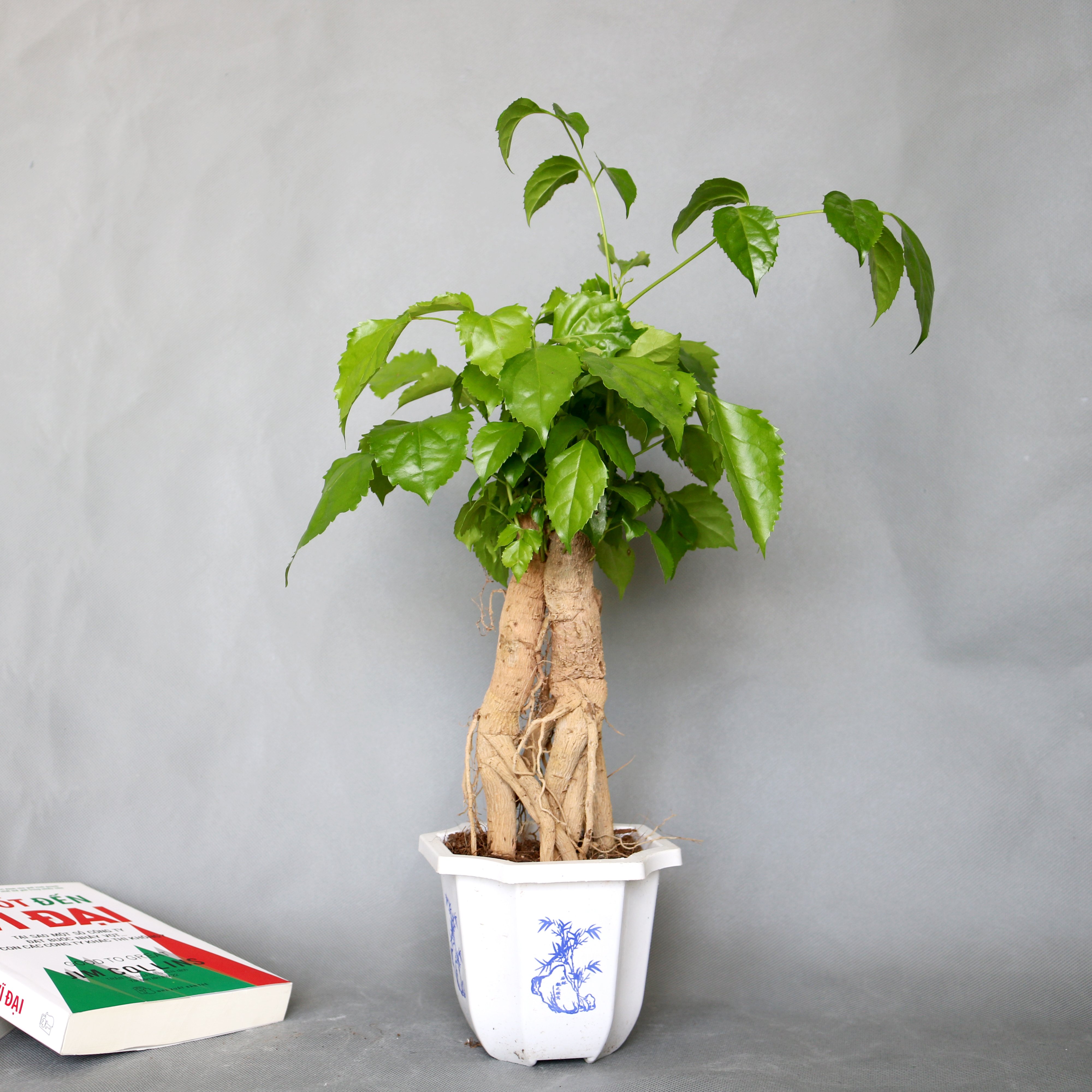 Cây hạnh phúc bonsai