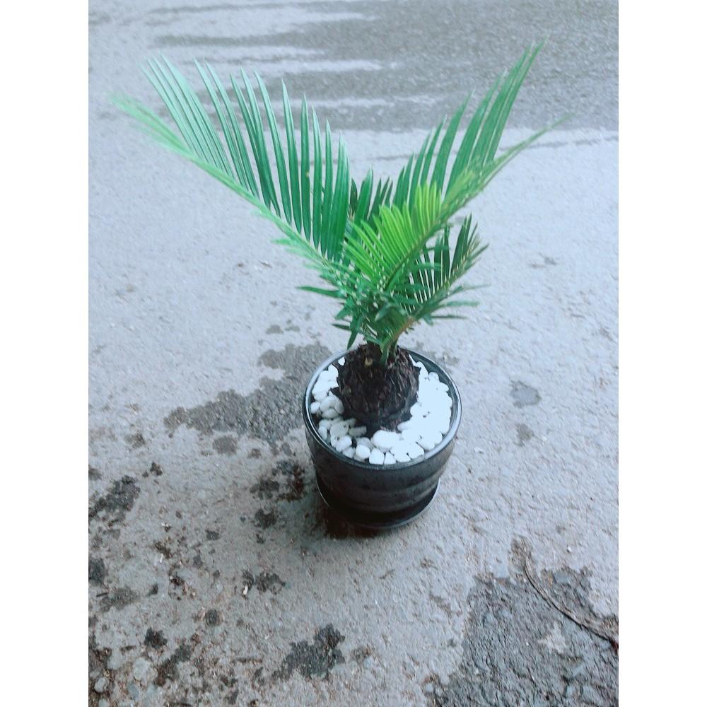 Chậu Cây Thiên Tuế