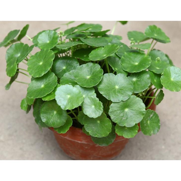 Cây Cỏ Đồng Tiền May Mắn