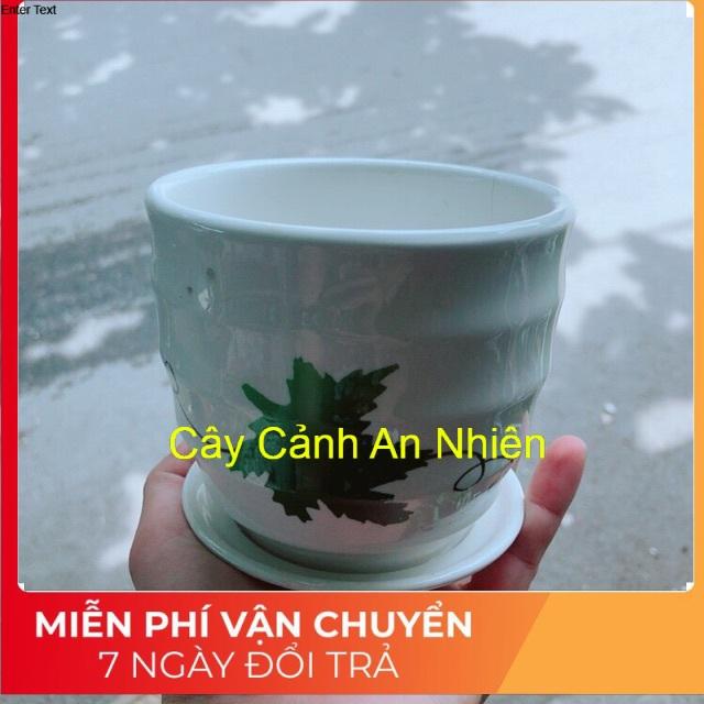 Chậu Trồng Cây