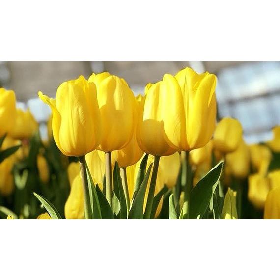 5 củ giống hoa tulip hoa màu vàng - HGNN