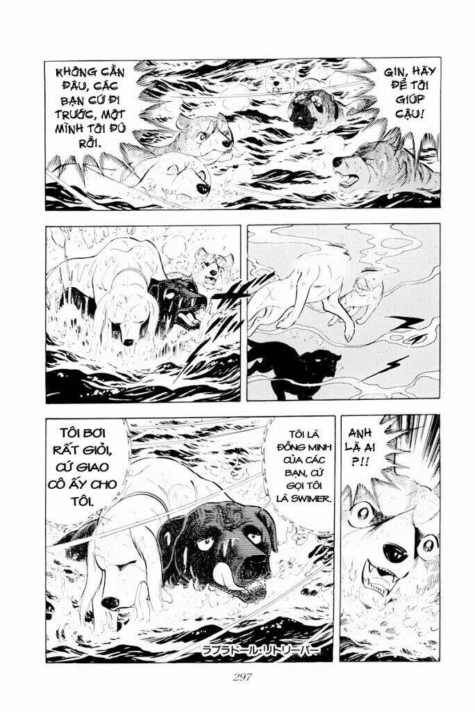 chú chó có nghĩa - ginga nagareboshi gin chapter 30.2 20