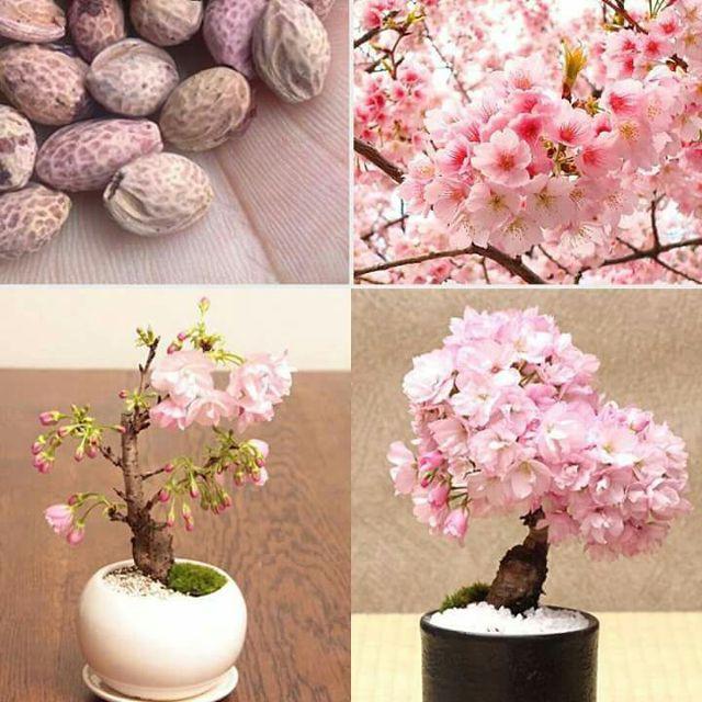 Bộ 5 gói hạt giống hoa anh đào Bonsai