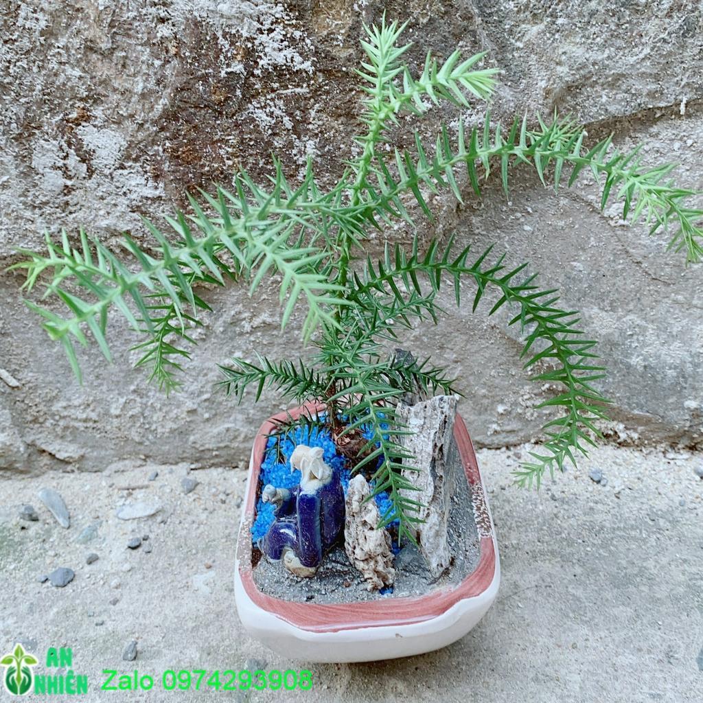 Chậu Tùng Bồng Lai