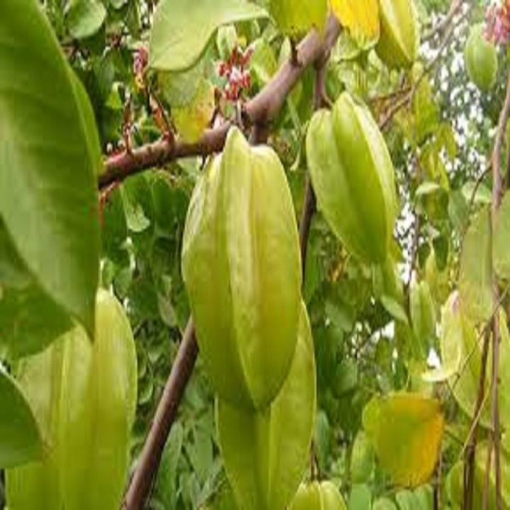 CÂY GIỐNG CÂY KHẾ CHUA