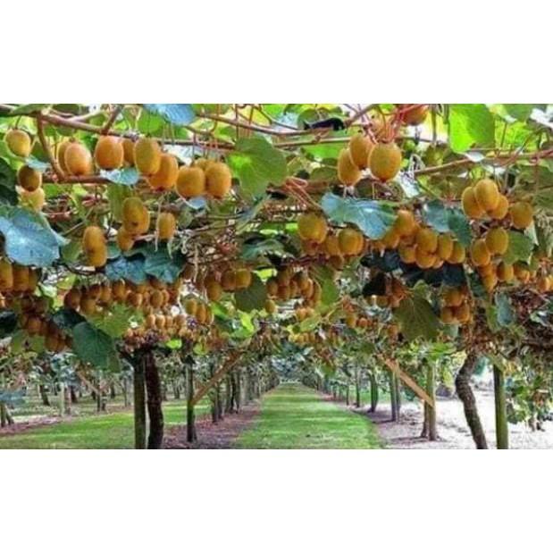 Sản phẩm CÂY GIỐNG KIWI