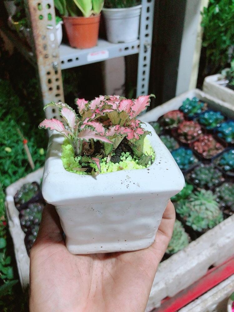 Chậu Cây Lá May Mắn Màu Hồng