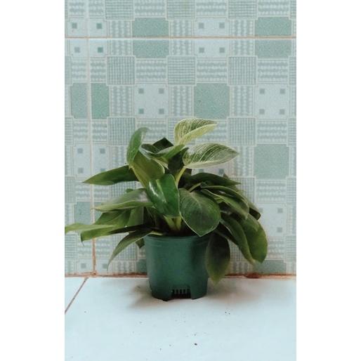 Trầu Bà Hoàng Kim