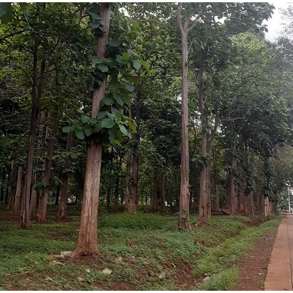 Hạt cây tếch