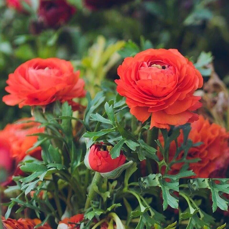 Củ hoa hồng mao lương hoa màu cam