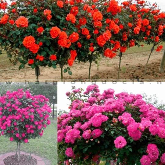 Combo 3 gói hạt giống hoa trồng ngắn ngày+bộ 20 viên nén ươm hạt kích thích hạt nảy mầm