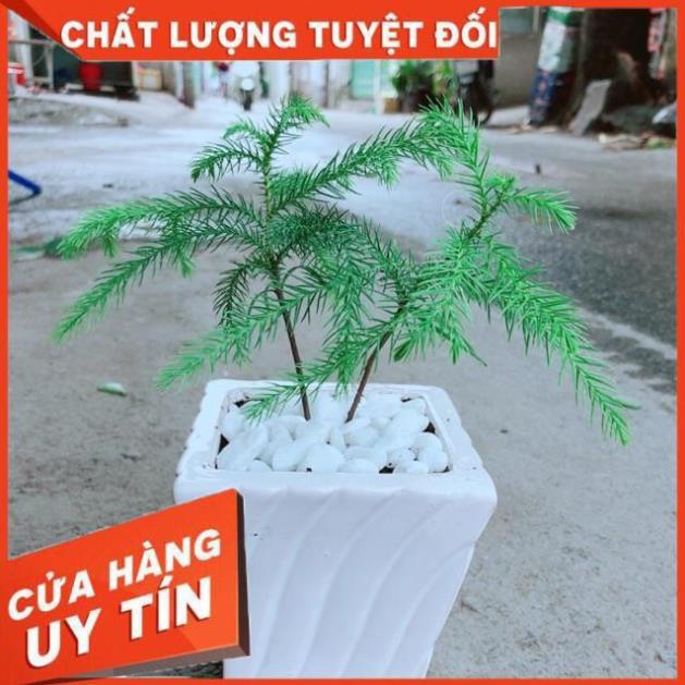 Chậu Tùng Bách Tán