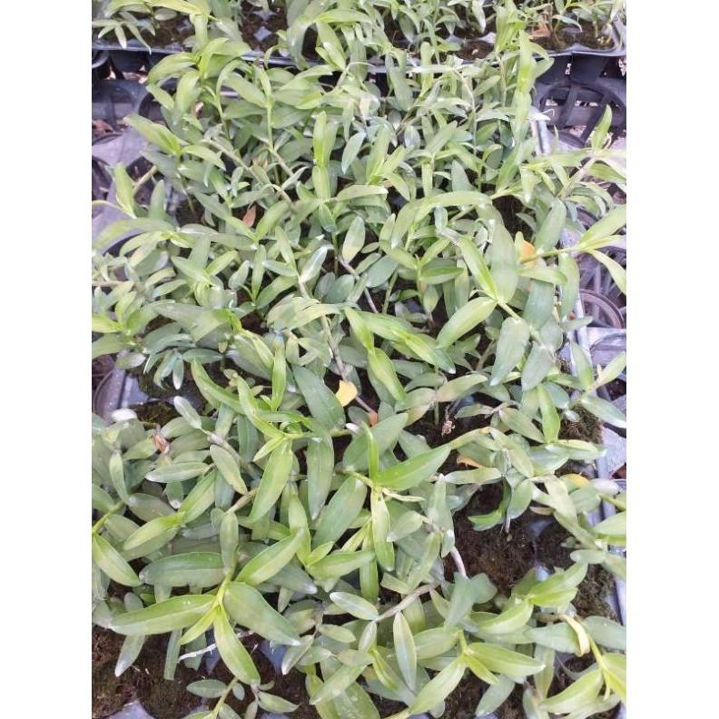 Hoa phong lan - 5ct lâm đồng gieo hạt