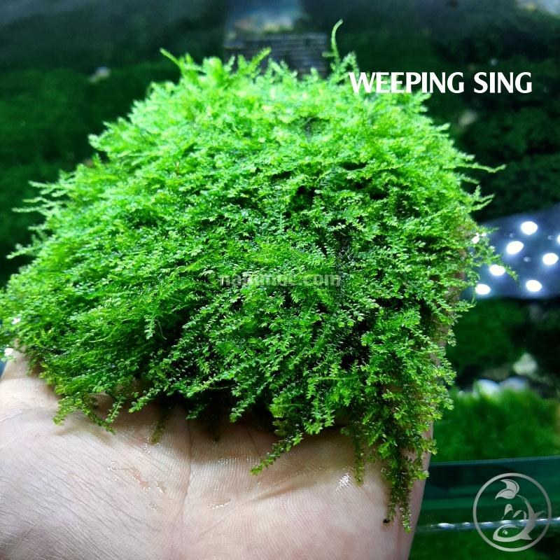 Rêu Weeping Sing | Một Trong Những Loại Rêu Đẹp, Ưa Chuộng Nhất Giới Chơi Thuỷ Sinh