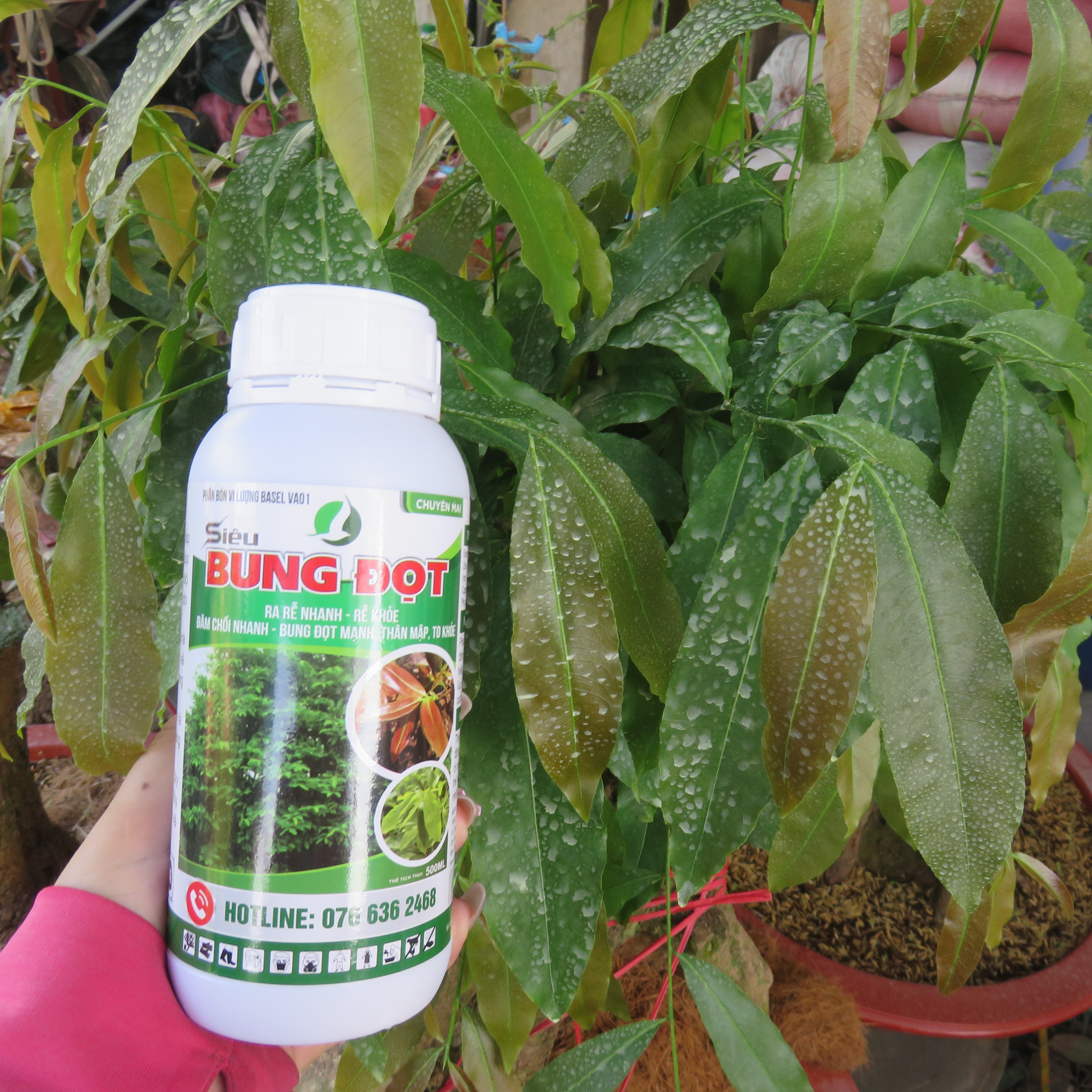 SIÊU BUNG ĐỌT CHUYÊN CHO MAI 500ML - Giúp cây tăng trưởng, nhú đọt mạnh, giúp lá dày xanh bóng