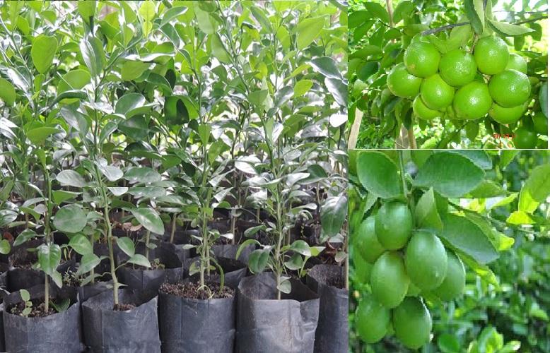 Cây CHANH KHÔNG HẠT giống ghép, quả chùm chuẩn giống cam kết chất lượng