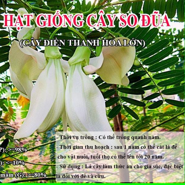 Hạt Giống Cây So Đũa – Điền Thanh Hoa Lớn - Giống Cỏ Chăn Nuôi - Hạt Giống Cỏ Chăn Nuôi.