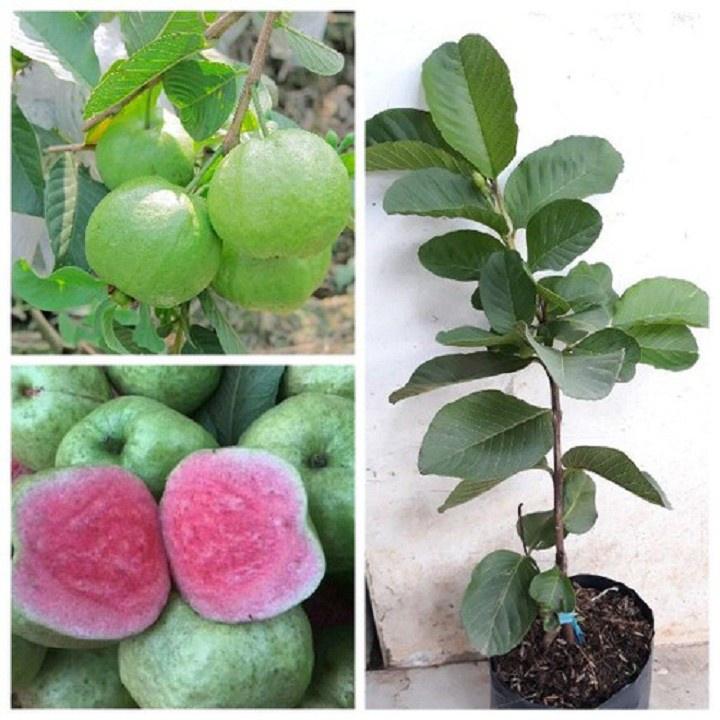 CÂY GIỐNG ỔI RUỘT ĐỎ KHÔNG hạt