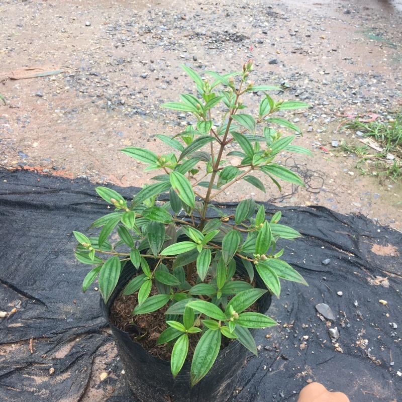 Cây sim tím trồng bịch đen đã có nụ và đang ra hoa