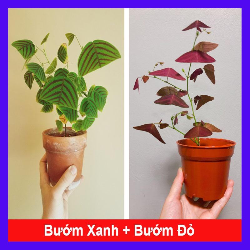 Combo cây cánh bướm + tặng phân bón