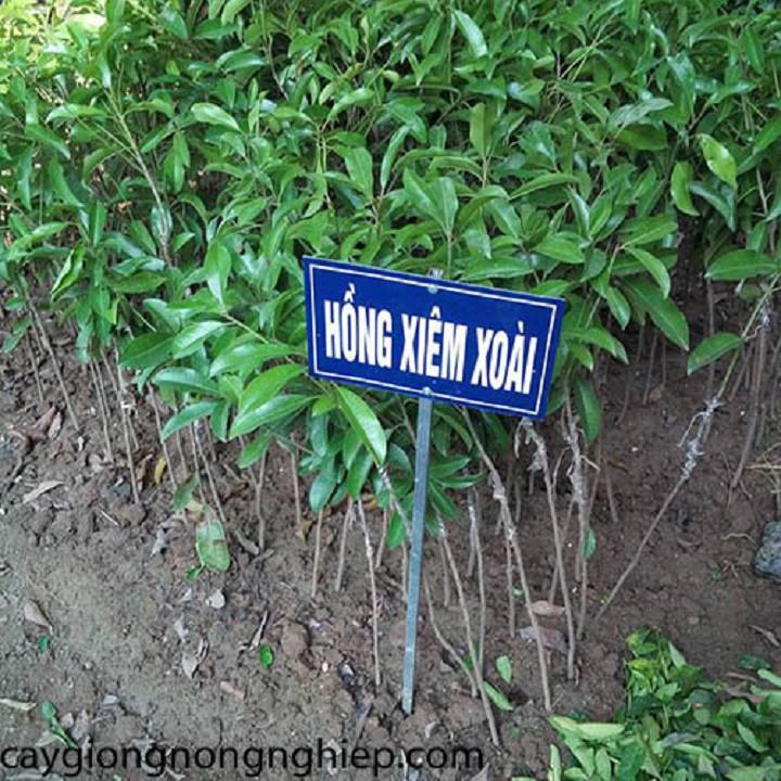 Cây Hồng Xiêm Xoài giống năng suất cao