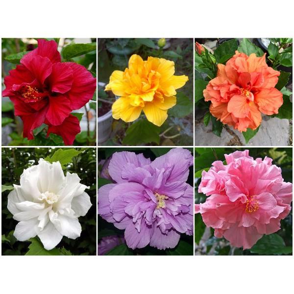 Dâm bụt thái lan đủ màu
