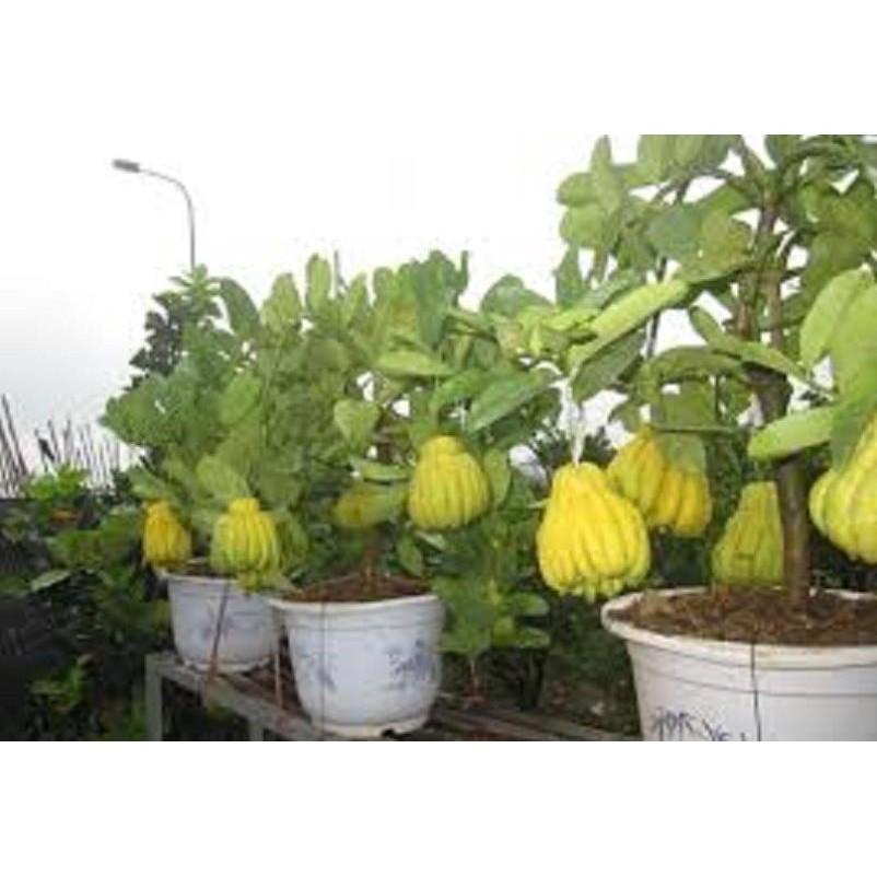 CÂY PHẬT THỦ - QỦA ĐẸP - Ý NGHĨA - CÂY GIỐNG GIÁ TRỊ KINH TẾ CAO