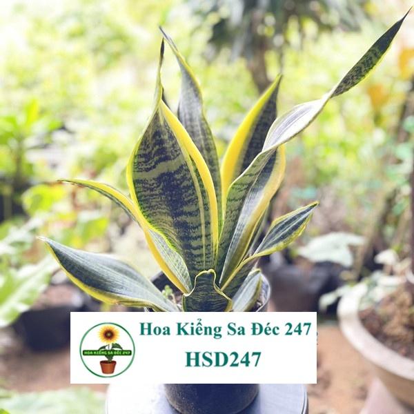 Cây lưỡi hổ thường - tặng phân bón-hoa kiểng lá-trang trí nội thất cảnh quan