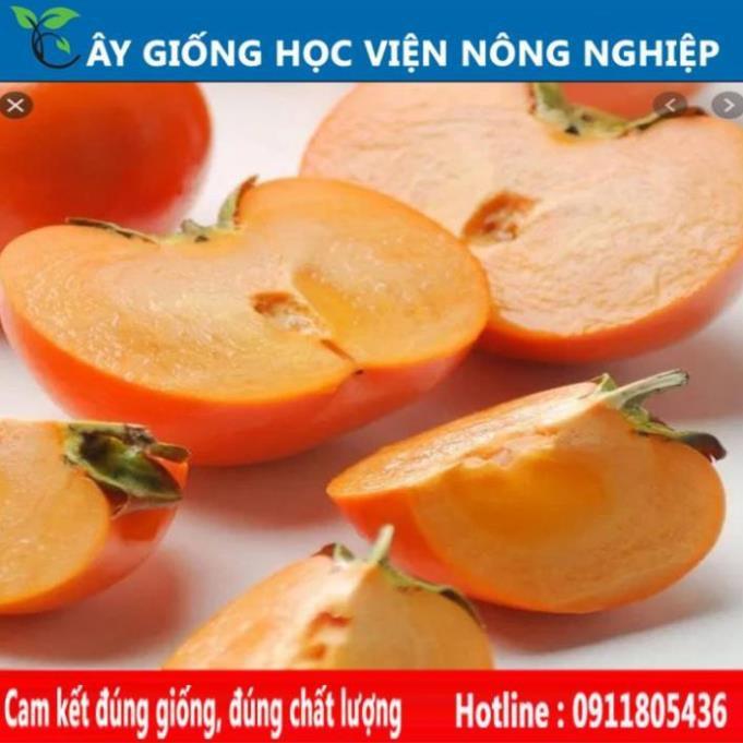 Sản phẩm Cây Ăn Trái cây giống hồng giòn vị ngọt đặc biệt