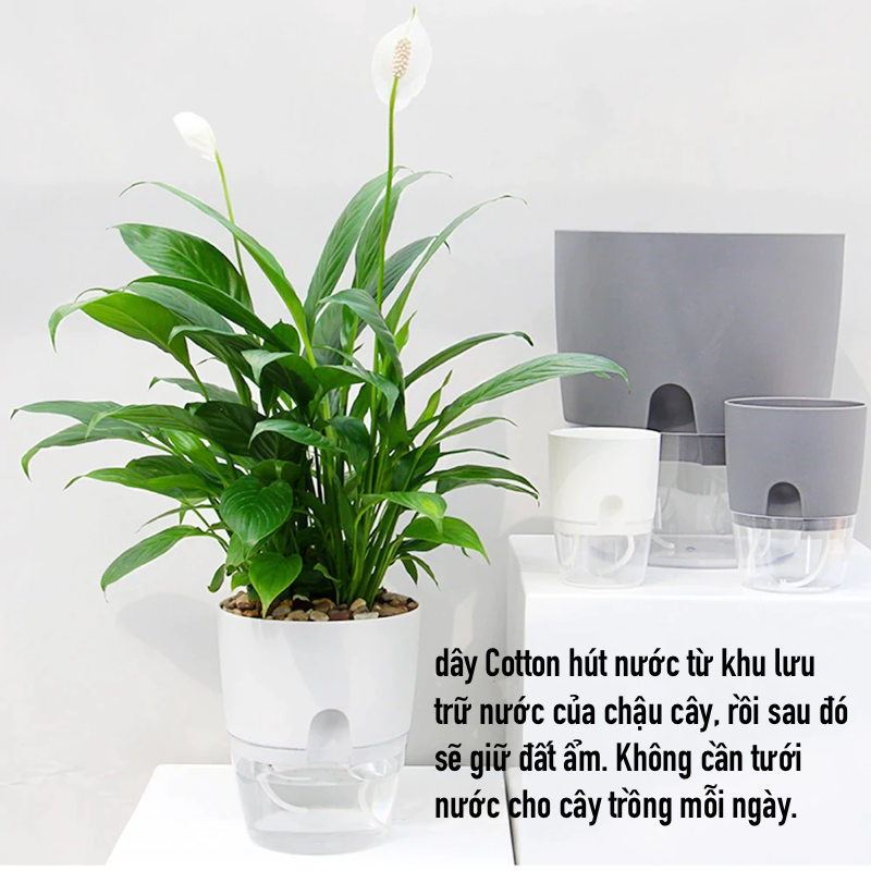 Chậu trồng cây thông minh A7. Có chức năng tự tưới nước cho cây