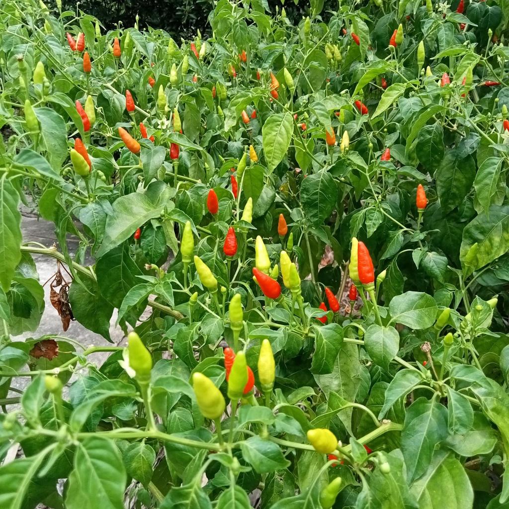 50 Hạt Giống Ớt Hiểm - Giống Ớt Hiểm Sai Trái, Siêu Cay, Trồng Quanh Năm