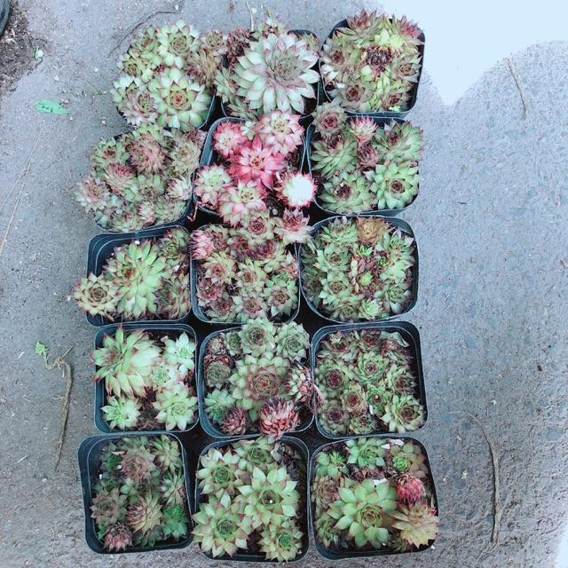 Sen Đá Phật Bà Đỏ