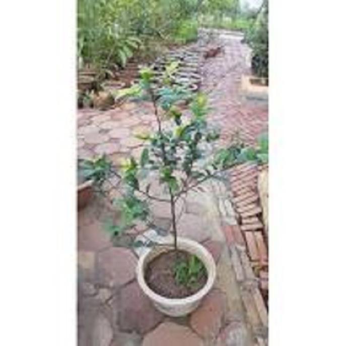 Cây Mai Tứ Quý LỚN