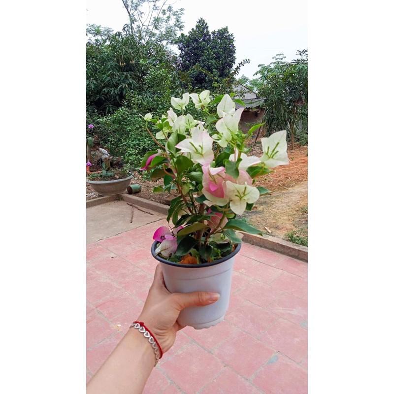 HOA GIẤY PHỚT HỒNG CÂY SẴN HOA