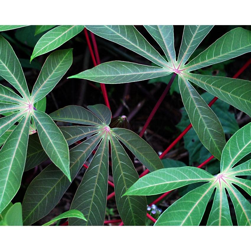 2 KG LÁ cây  KHOAI MÌ  tươi.