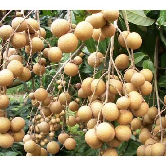 Cây giống NHÃN XUỒNG CƠM VÀNG )