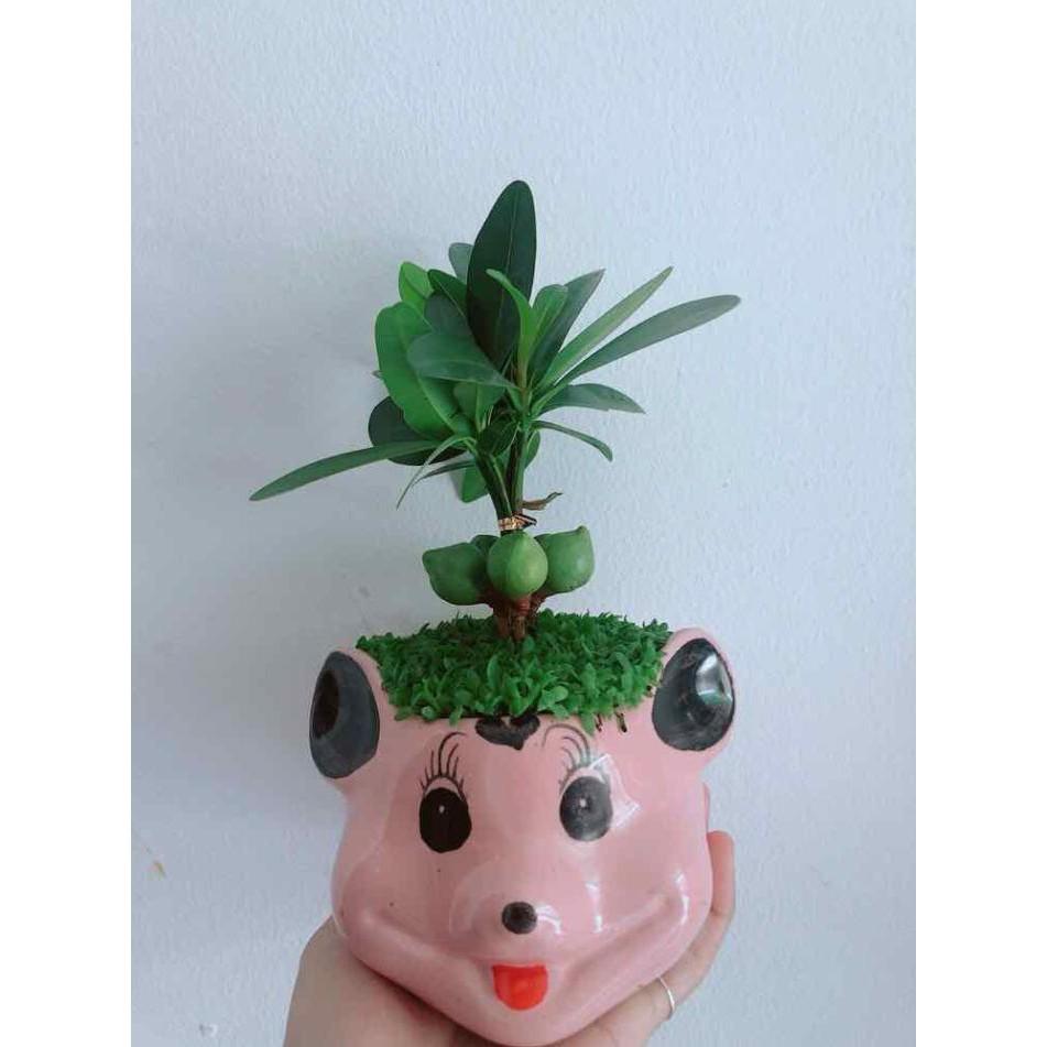 Chậu phát tài Bán Chạy