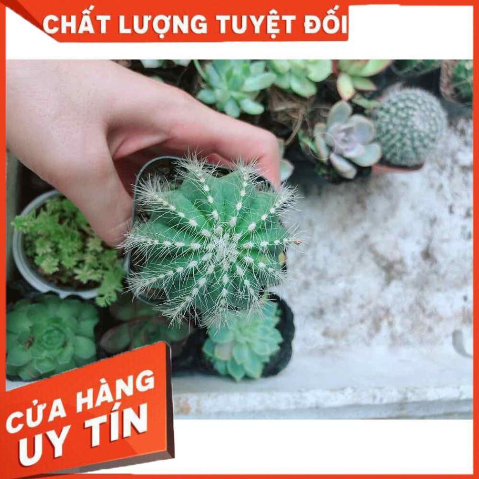 Xương rồng khế Nhiều Người Mua