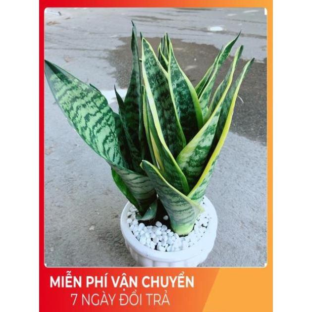 Chậu Lưỡi Hổ
