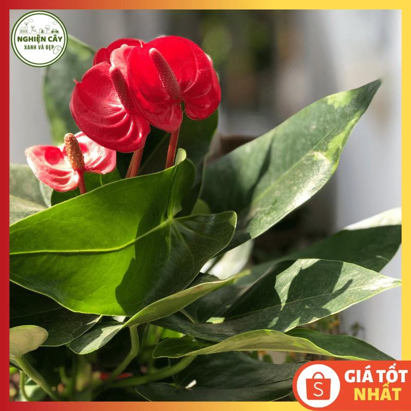 Cây hồng môn đỏ để bàn siêu hoa