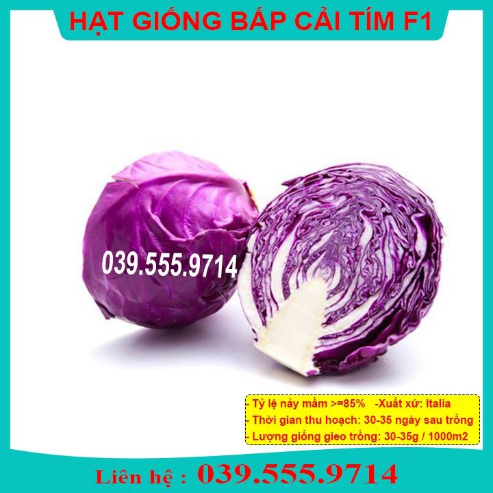 Hạt Giống Cải Bắp Tím 1gram - Năng Suất Cao