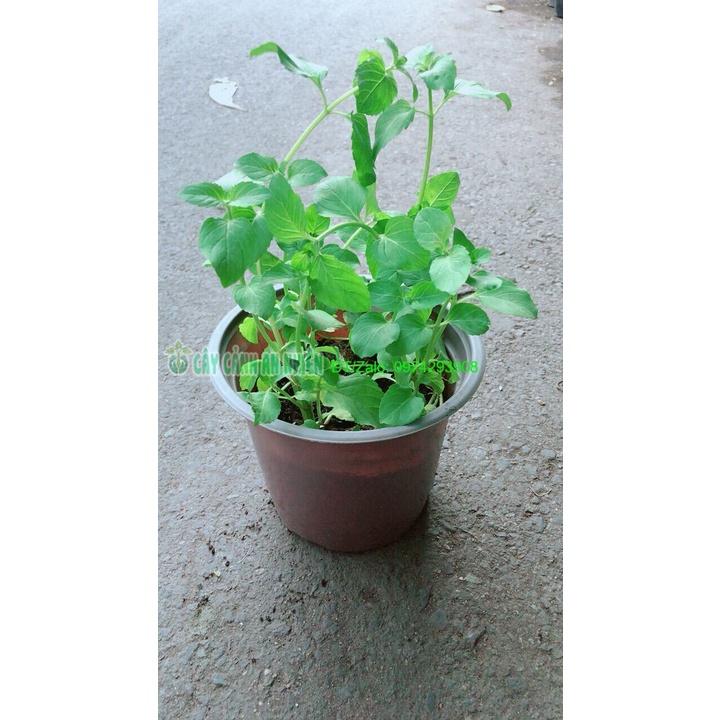 Chậu Bạc Hà Âu-Euromint