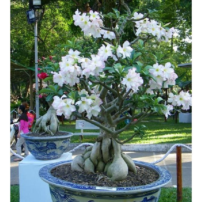 Hạt giống cây hoa sứ Thái nhiều màu KNS3507 - Gói 8 hạt