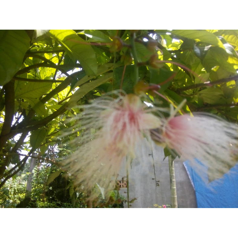Mua Cây lộc vừng hoa to chiều cao khoảng 1m tại Bạch Long Garden | Tiki