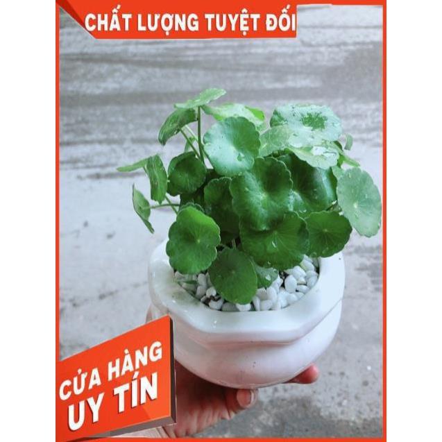 Chậu Cỏ Đồng Tiền