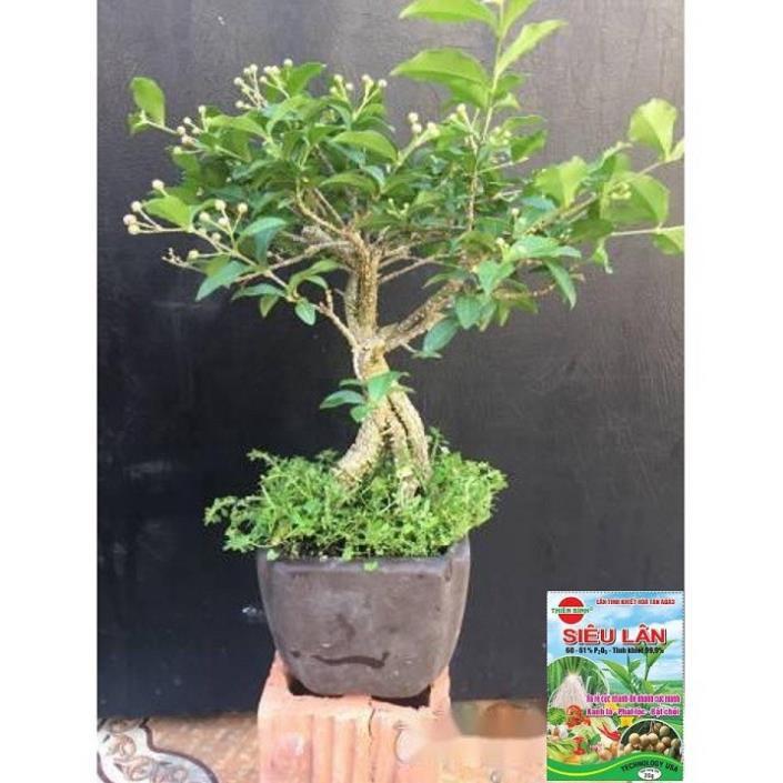 Combo 2 bầu cây giống Hồng ngọc mai bonsai , cây giống gửi đi nguyên bầu