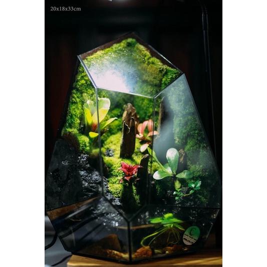 Bể Terrarium Đa Giác Setup Bán Cạn Để Bàn Làm Việc