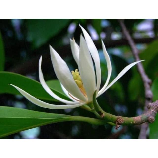 Sản phẩm CÂY HOA NGỌC LAN